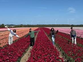 tulips and volunteer