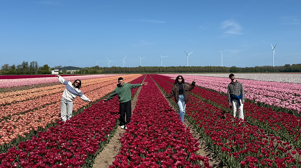 tulips and volunteer