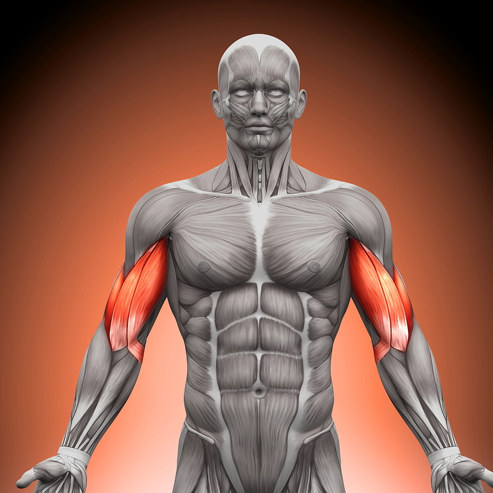 Anatomía humana de los bíceps