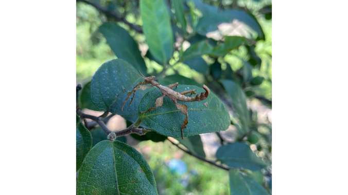 Some friendly residents at our worksites!