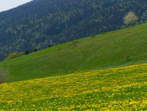 Les couleurs du printemps