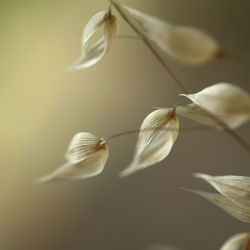 Wild Oats
