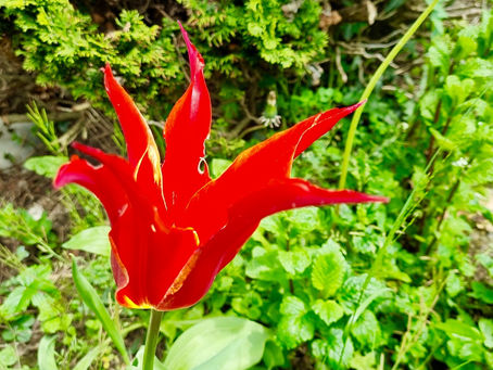 Natur pur