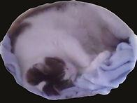 Blue%20Sleeping%20Nekol_edited.jpg