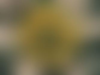 Empowering Women: Community Initiatives and Mentorship Programs