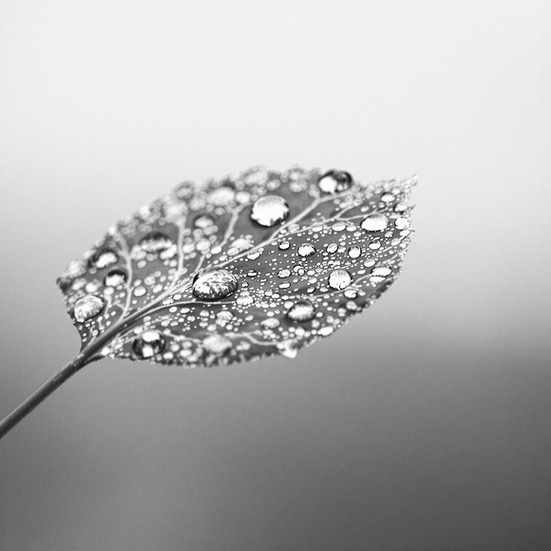 Elements in Focus