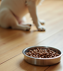 Dog waiting for his food