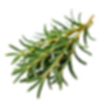 Dried Rosemary