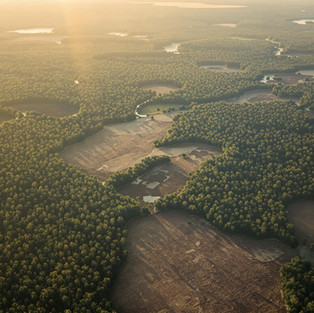 Deforestation in the Amazon
