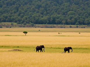 The story of Alma and Pongo