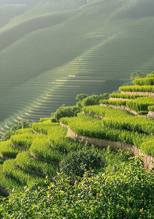 Eco-Friendly Hillside Garden