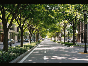 Urban Canopy Streetscape