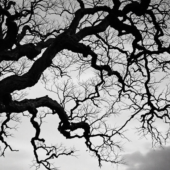 Nature's Contrasts