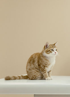 Dr Nic Vet Expert Australia Vet Pet Longevity Dog Cat Vet Care