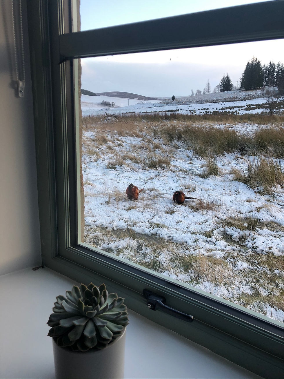 The neighbours in winter
