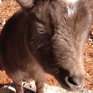 Get my goats - Ivy eyes raised