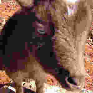 Get my goats - Ivy eyes raised