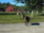 Sheep Trails