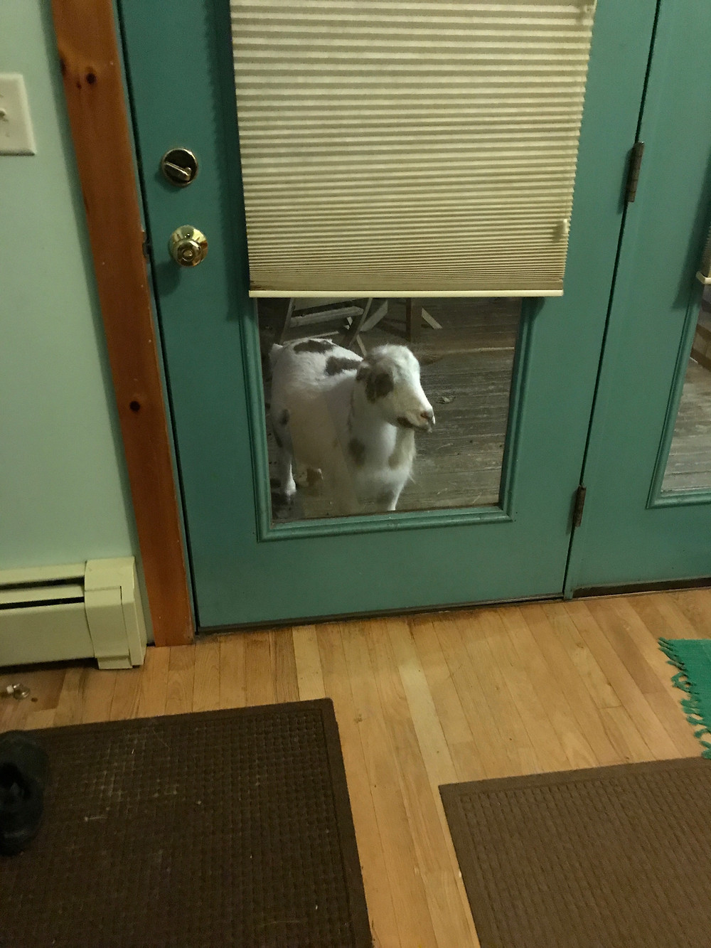 Get my Goats - Mac at the back window