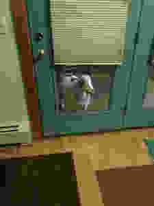 Get my Goats - Mac at the back window