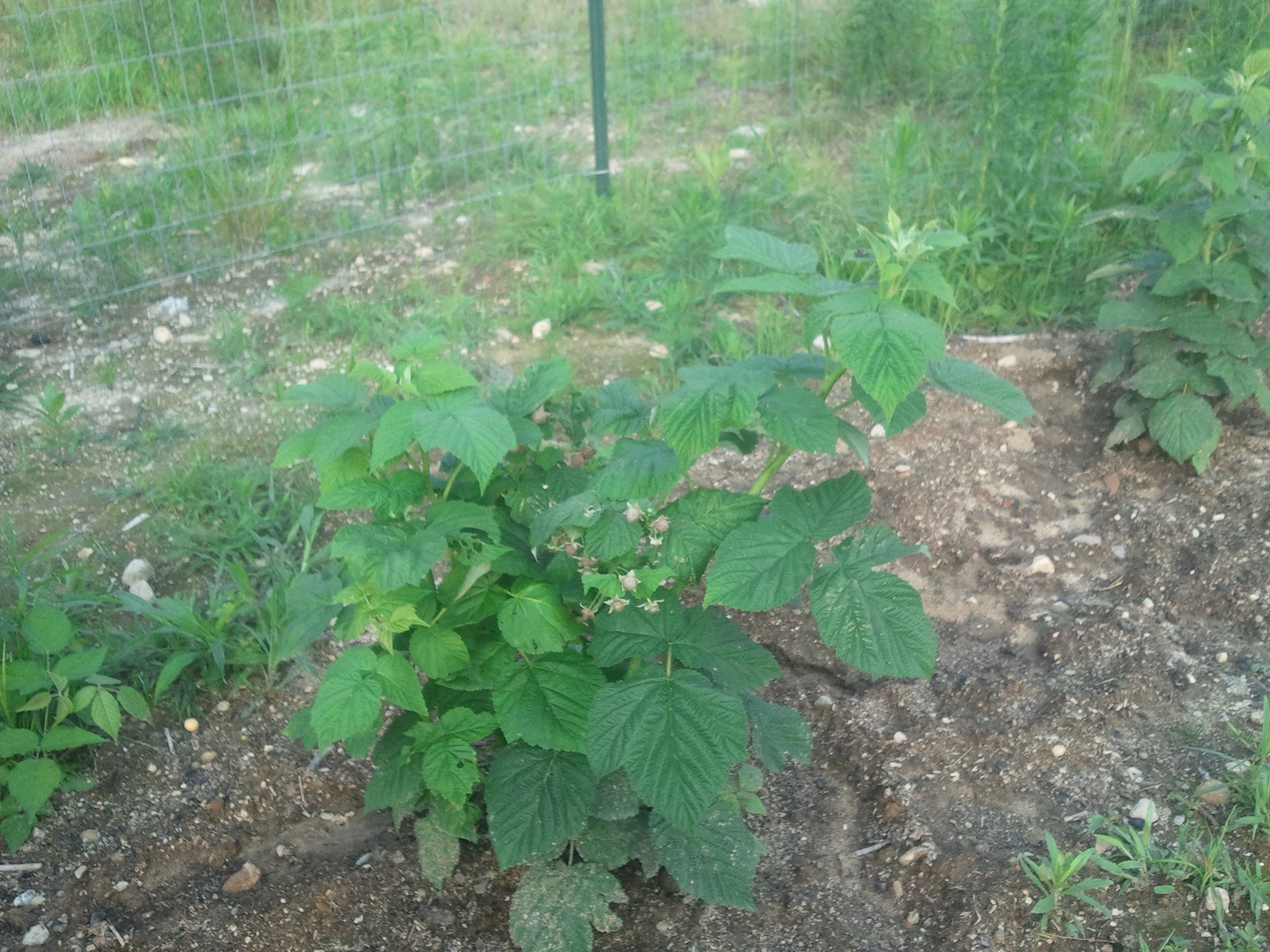 Wind Ridge Farm Raspberries