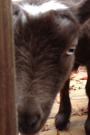 Get my Goats - Ivy head lowered