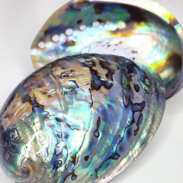 Abalone conchas naturais