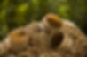 matthew_Philp-wood_fibre_image_2-1.jpeg