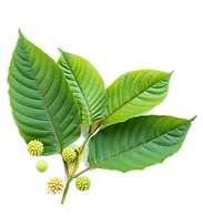 healthy-kratom-leaves-zen-life-naturals_edited.png