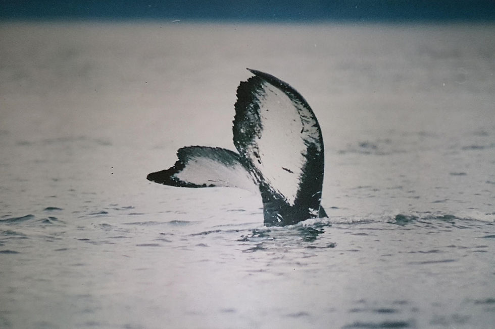 A different type of whale
