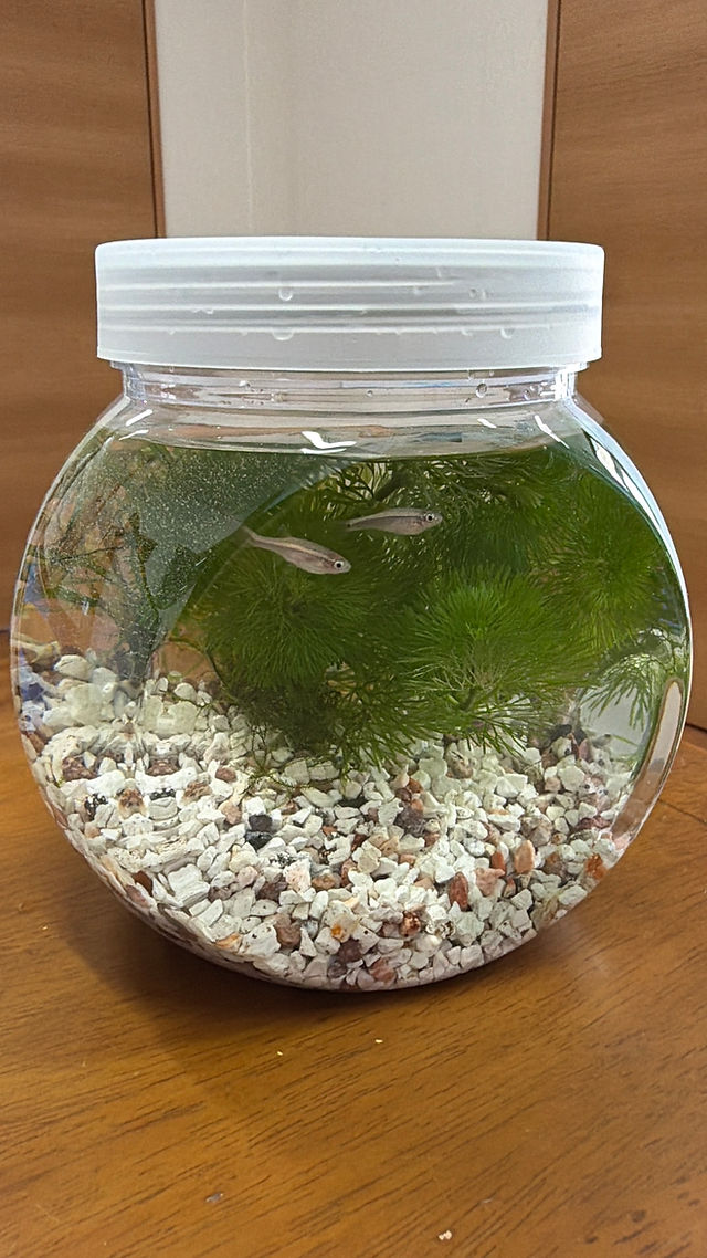 ブログ | アクアリウムレンタル匠水景・熱帯魚水槽｜新潟市東区