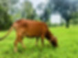 One of Santript cows grazing