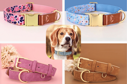 Les colliers chien