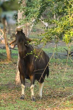 Indian Gaur