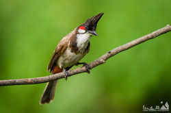 Red Whiskered Bulbul
