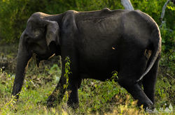 Asian Elephant