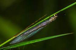 Antlion