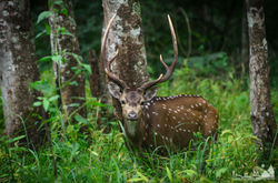 Spotted Deer
