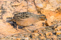Bush Quail