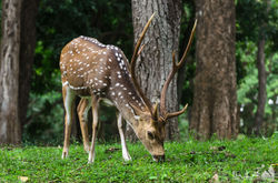 Spotted Deer