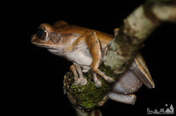 Tree Frog