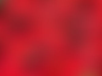 FLOR DE NOCHEBUENA, UNA LEYENDA DE MUCHAS