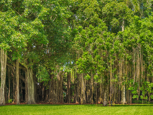 El valioso regalo de los árboles: El oxígeno que nos proporcionan