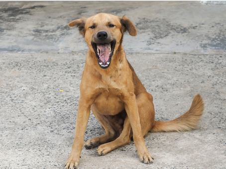 ¿CUÁLES SON LAS MASCOTAS PREFERIDAS?