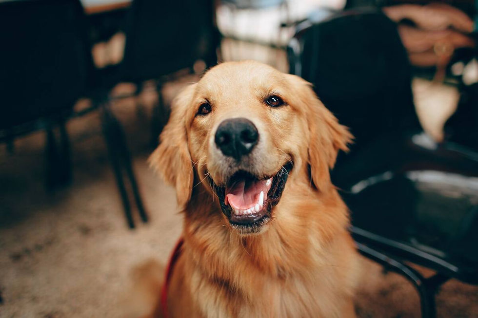 CUIDAR DE LOS ANIMALES DOMÉSTICOS, BENEFICIA A LOS HUMANOS