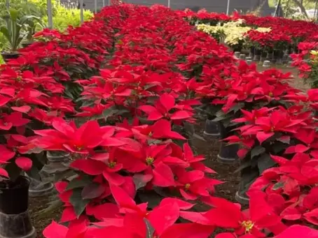 DISFRUTEMOSLA FLOR DE NOCHE BUENA