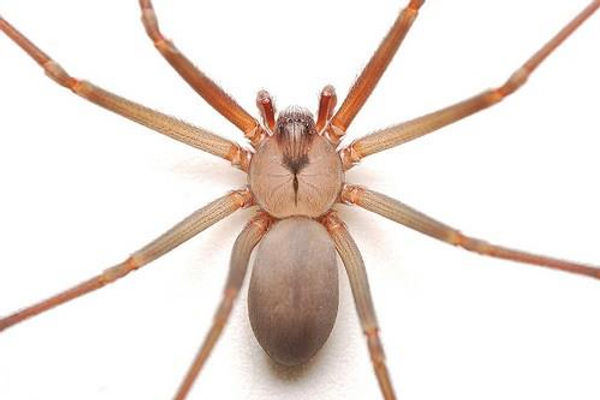 La araña violinista: un enemigo silencioso en casa