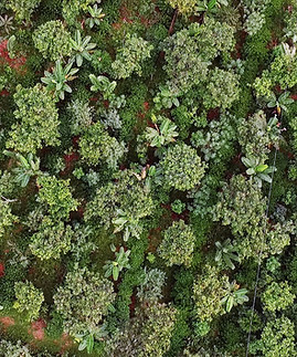 Cópia de DJI_0687660_edited.jpg