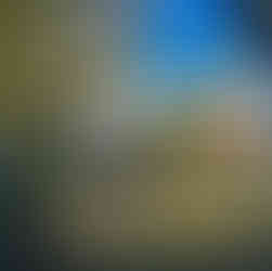 american gator at calusa nature center