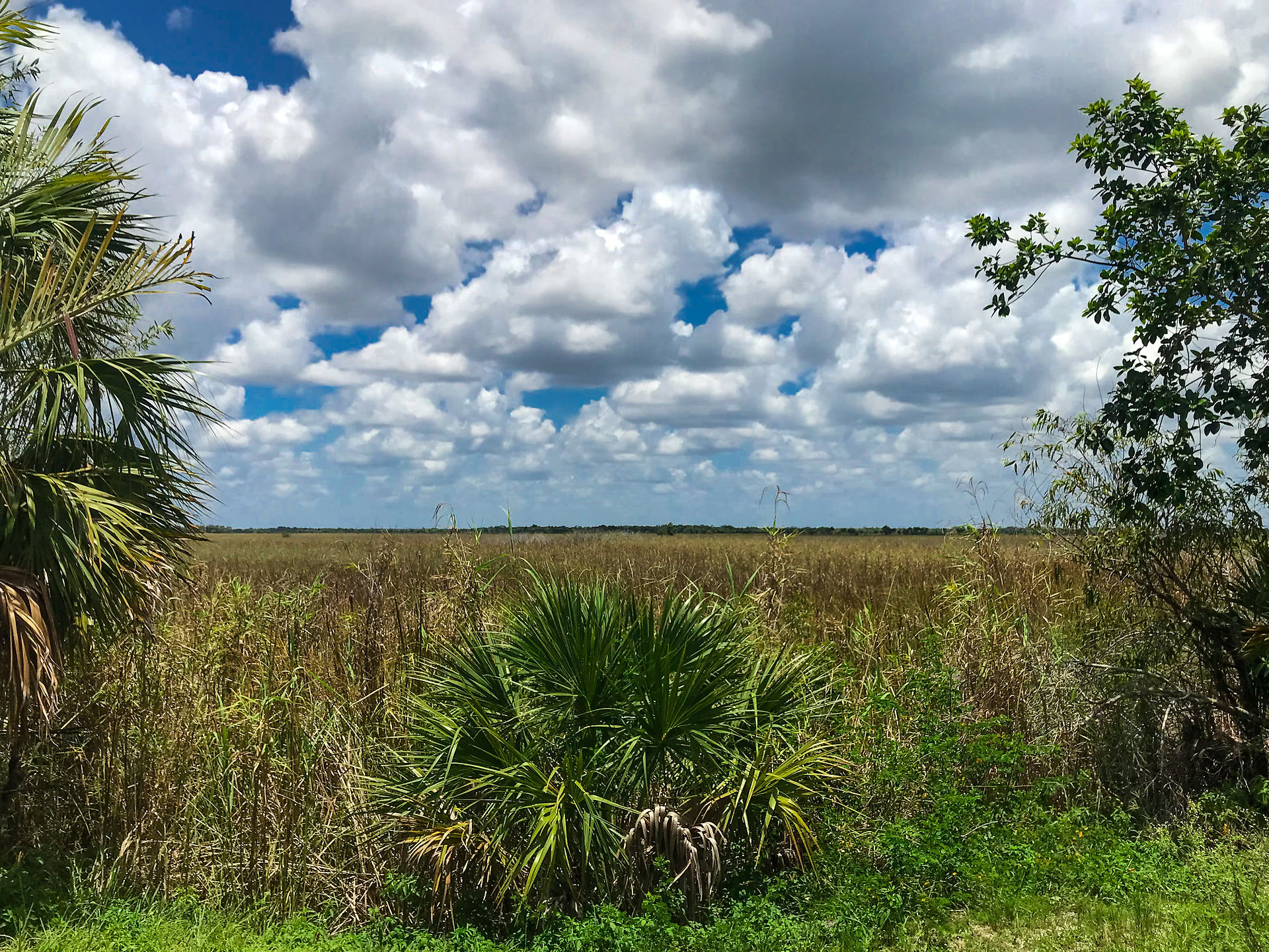 Florida swamp land